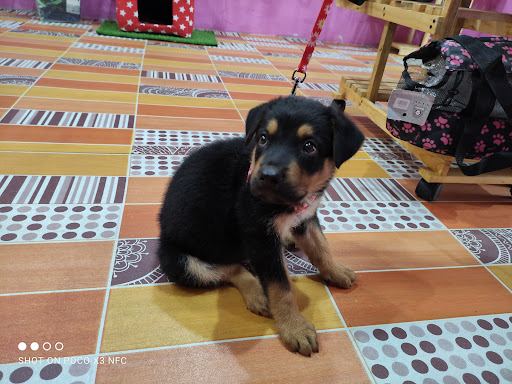 Zoomedik Clínica Veterinaria