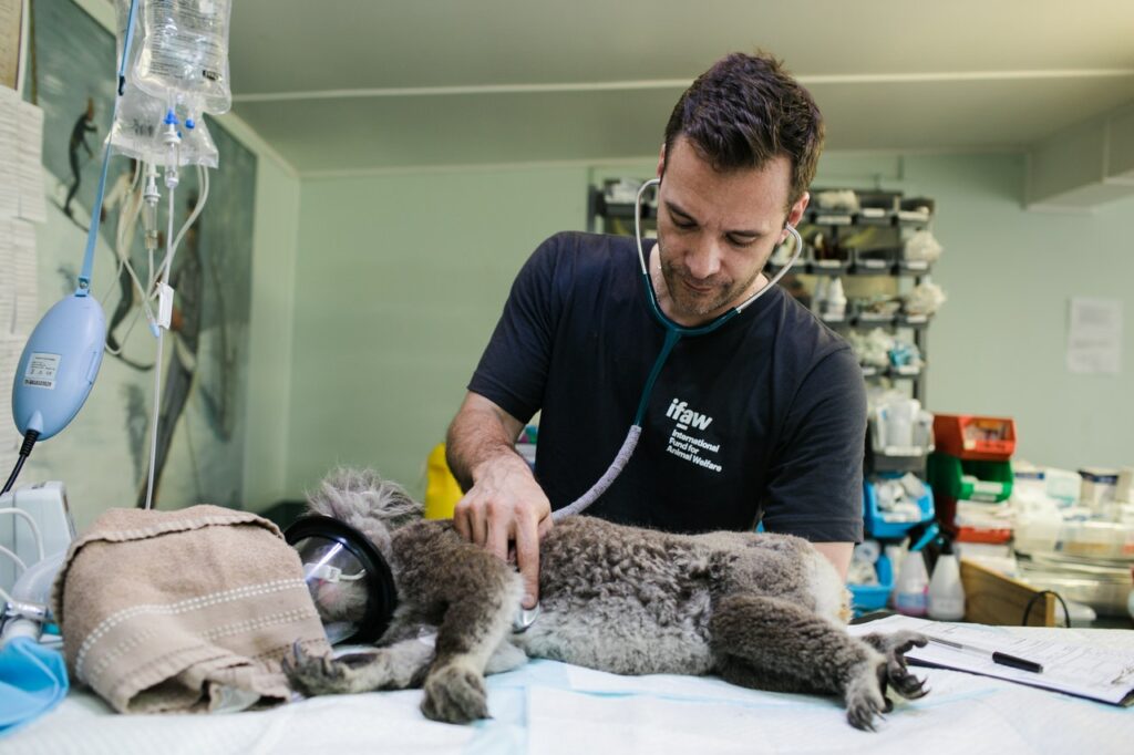 Opinión Zoomedik Clínica Veterinaria: Experiencia Real