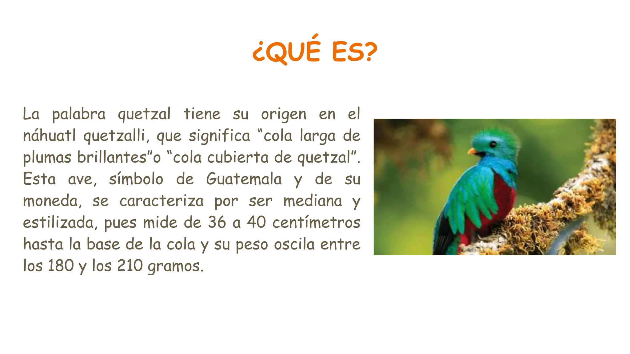 Opinión de Los Quetzales: Mejores Opiniones y Reseñas 2024